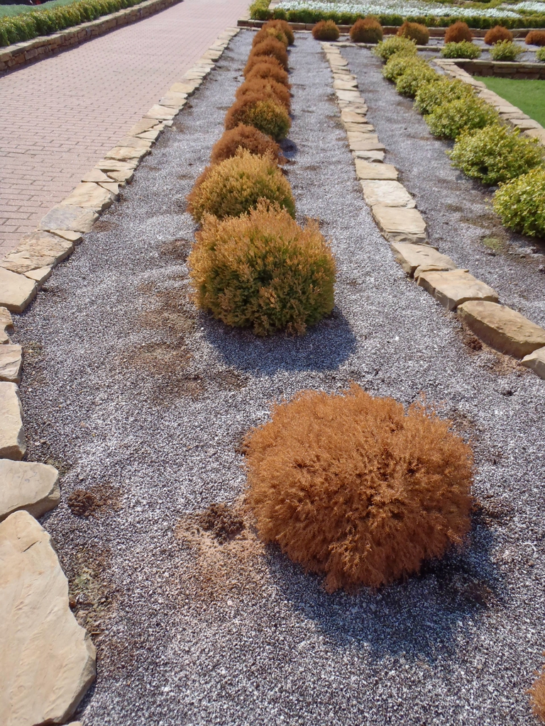 Thuja occidentalis