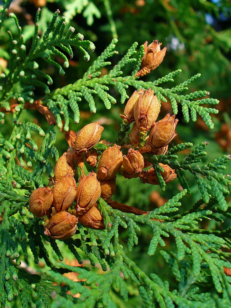Thuja occidentalis