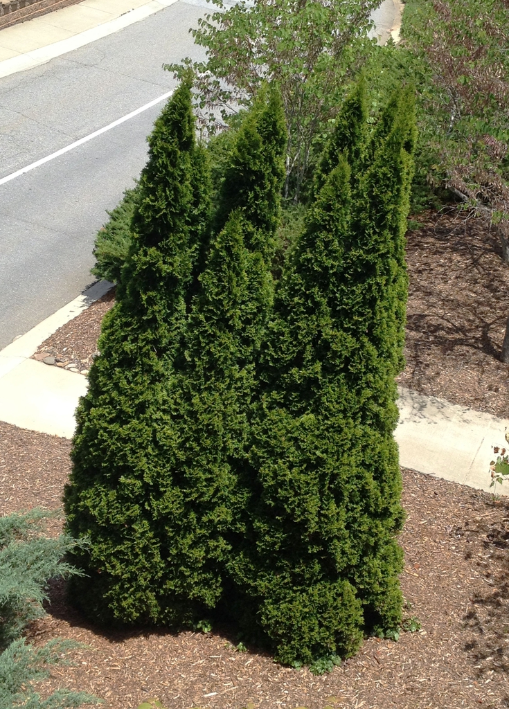 Thuja occidentalis