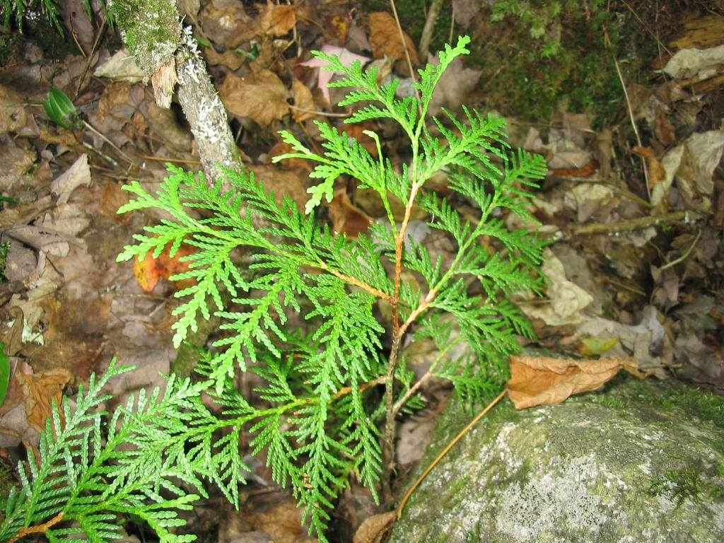 Thuja occidentalis