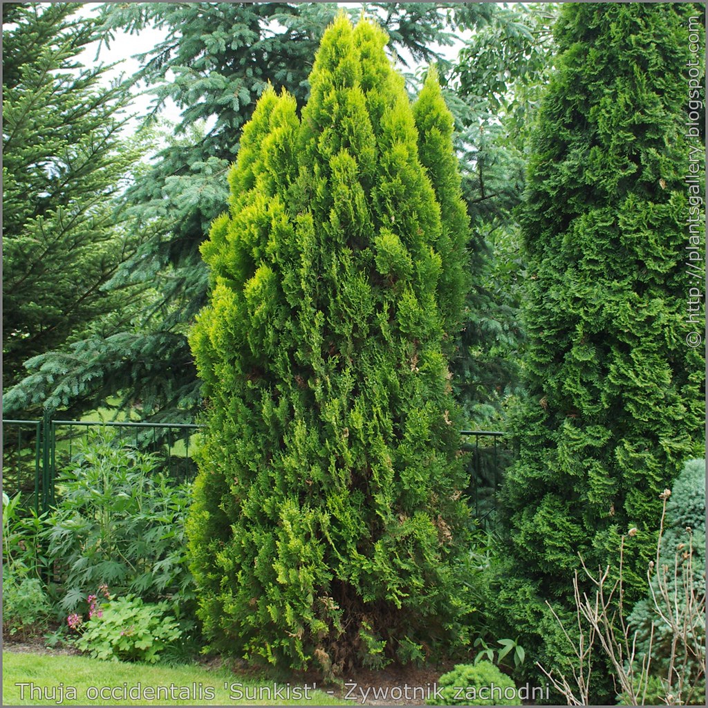 Thuja occidentalis 'Sunkist'
