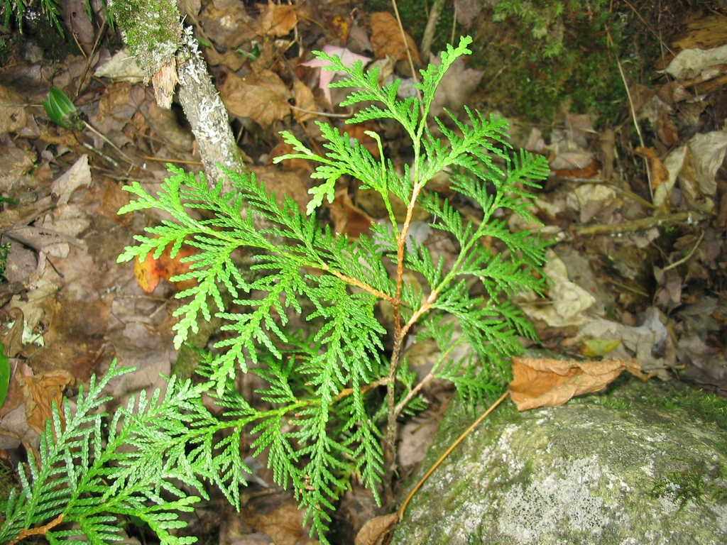 Leaf