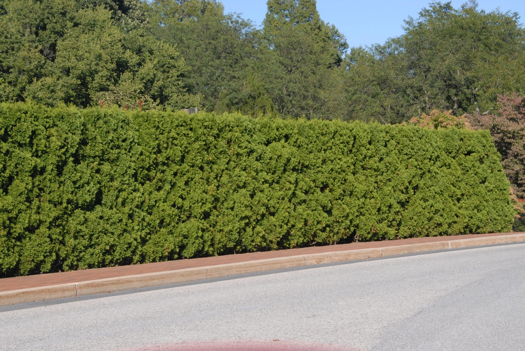 Thuja occidentalis