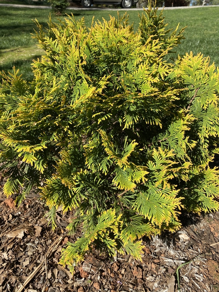 Thuja occidentalis 'Sunkist' Full Form (Davidson CountyNC)-April