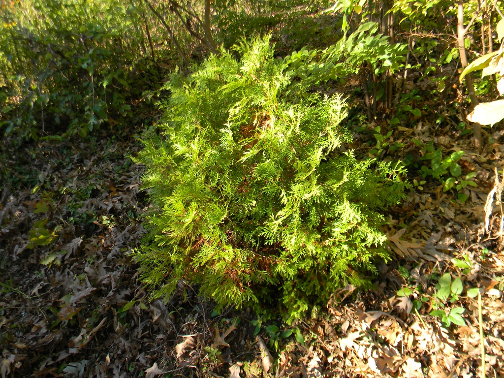 Thuja occidentalis 'Rheingold'