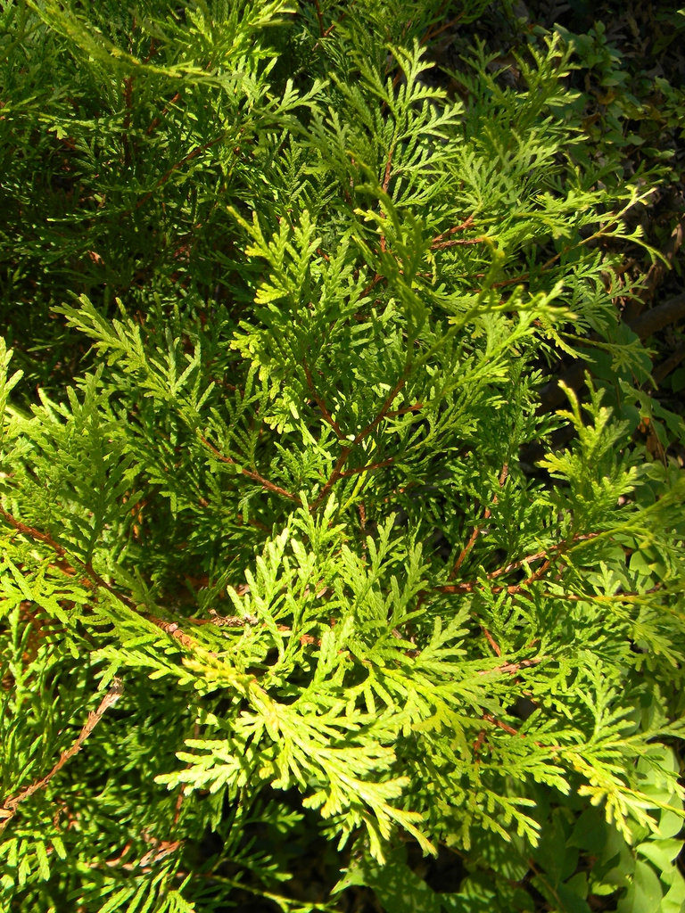 Thuja occidentalis 'Rheingold'