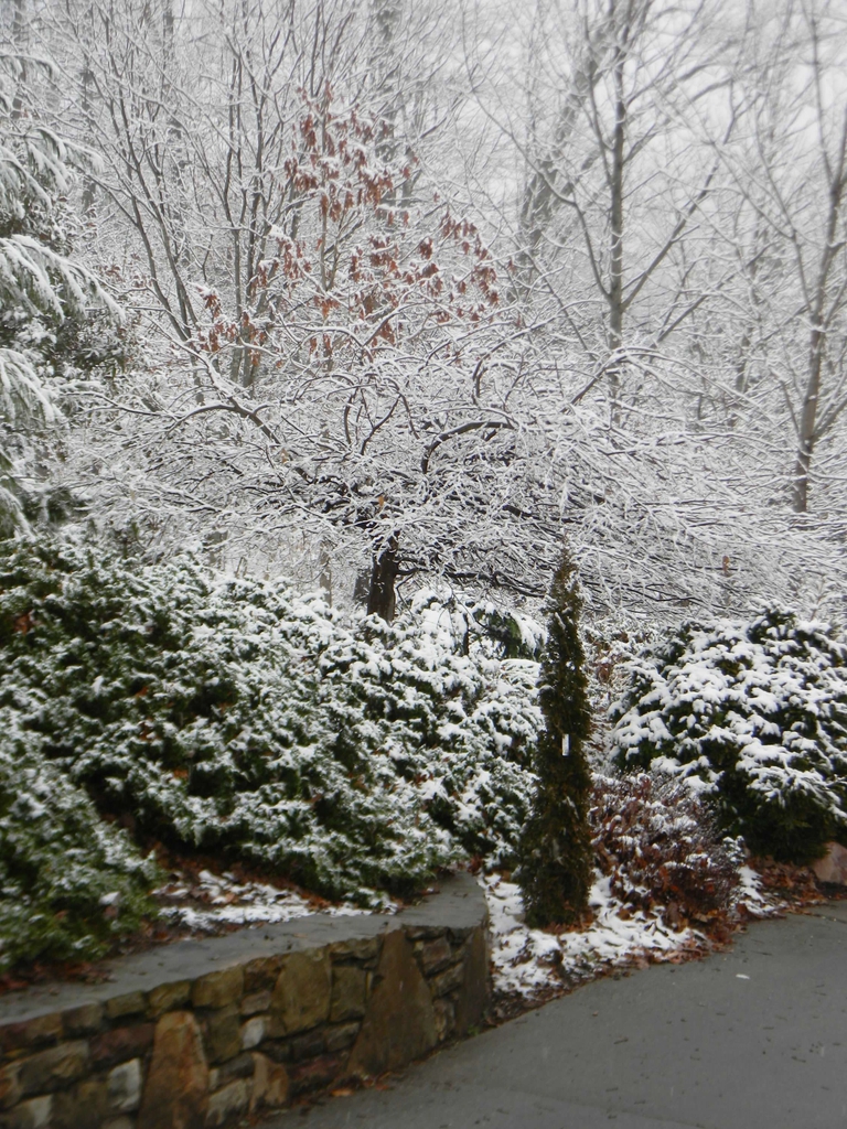 Thuja occidentalis