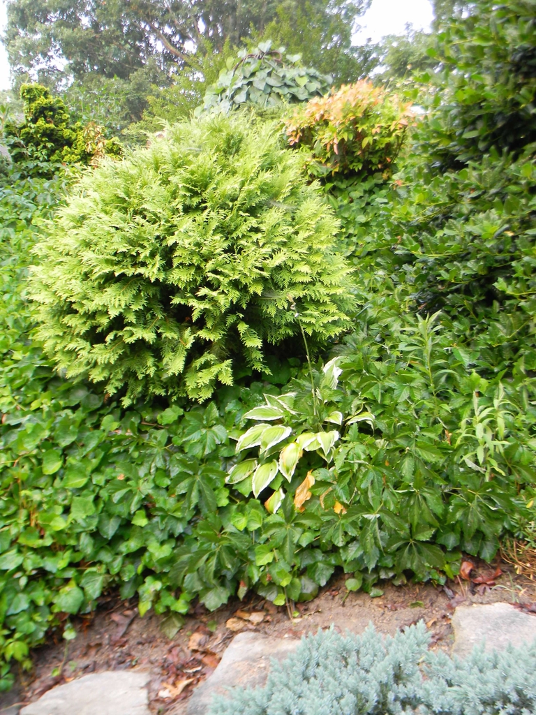 Thuja occidentalis