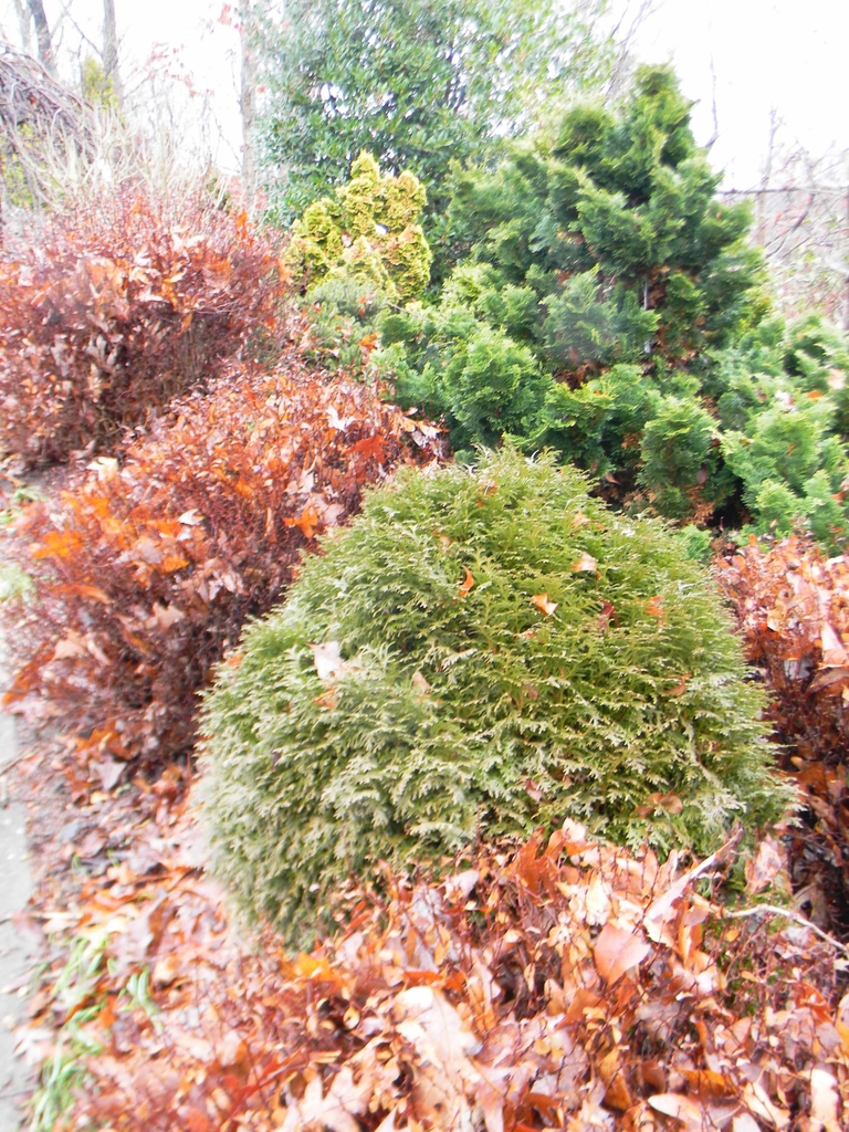 Thuja occidentalis 'Hetz's Midget'