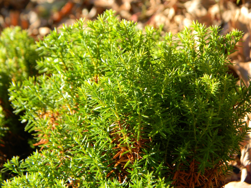 Thuja occidentalis
