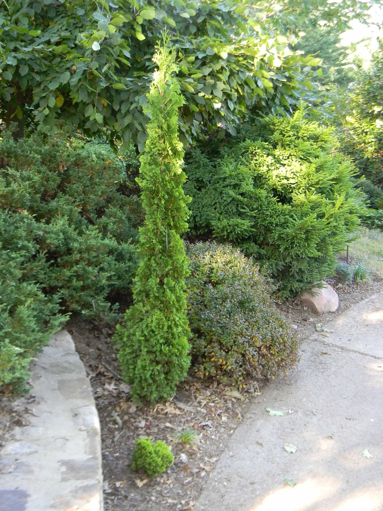 Thuja occidentalis