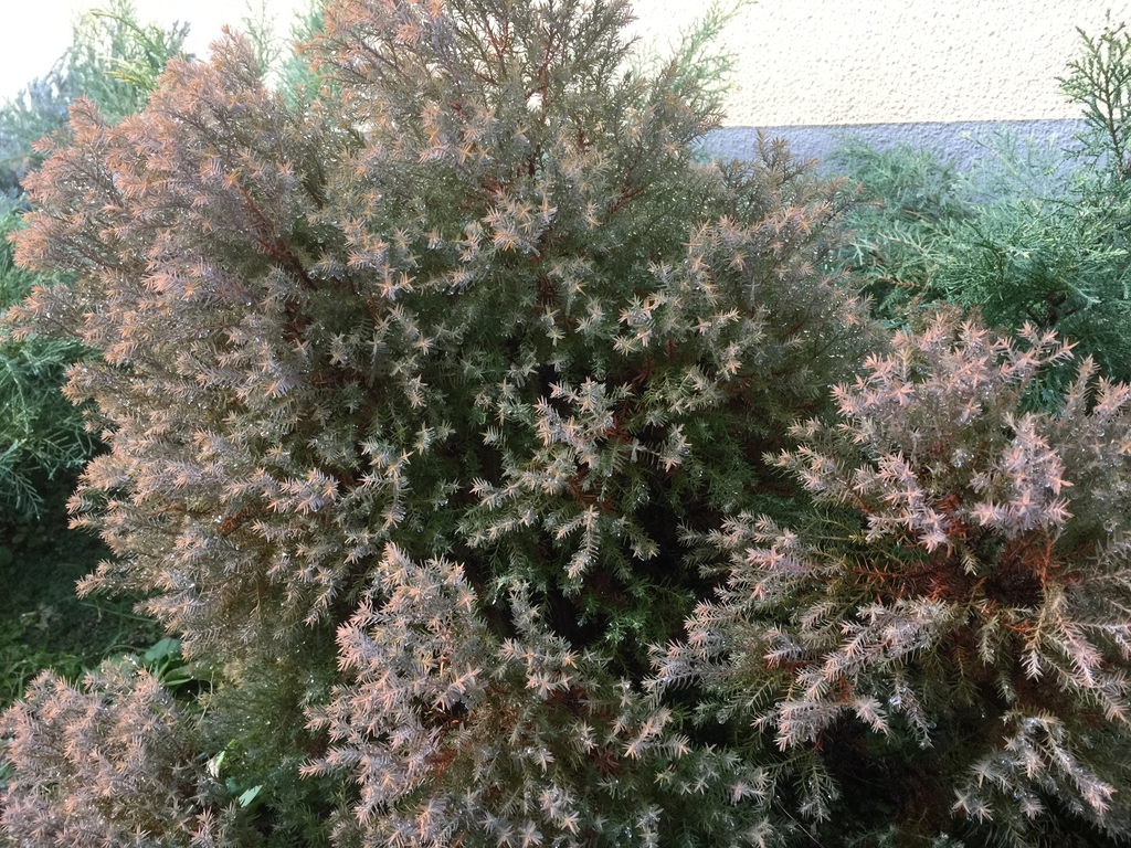Thuja occidentalis