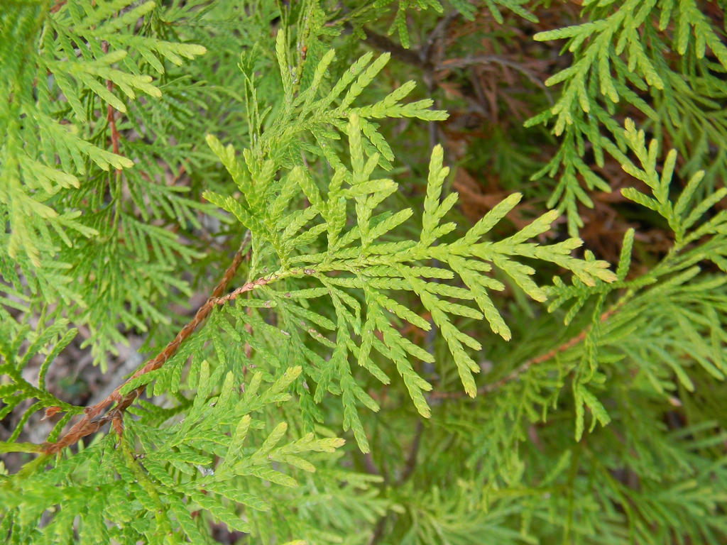 Thuja occidentalis 'Rheingold'
