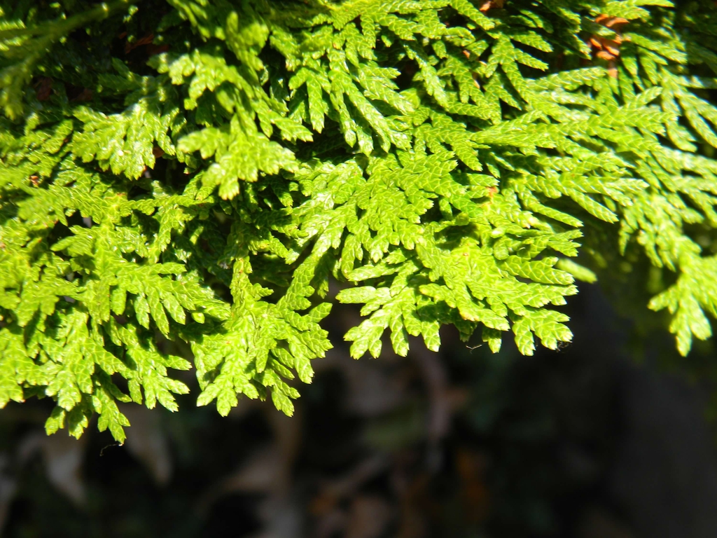 Thuja occidentalis