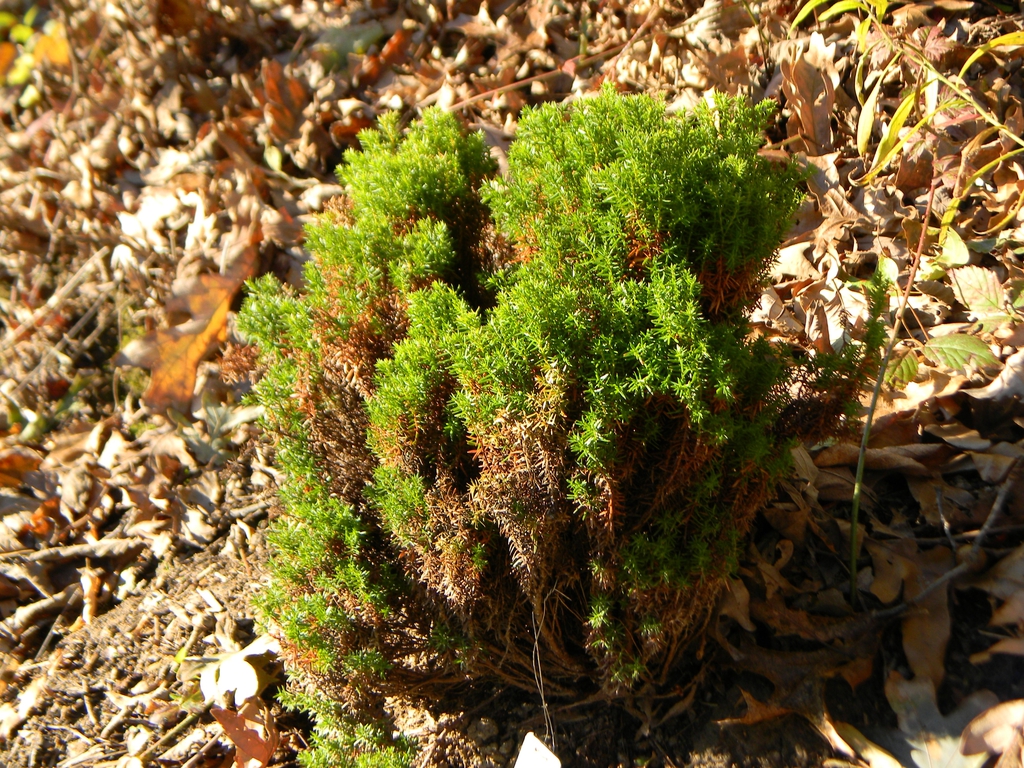 Thuja occidentalis
