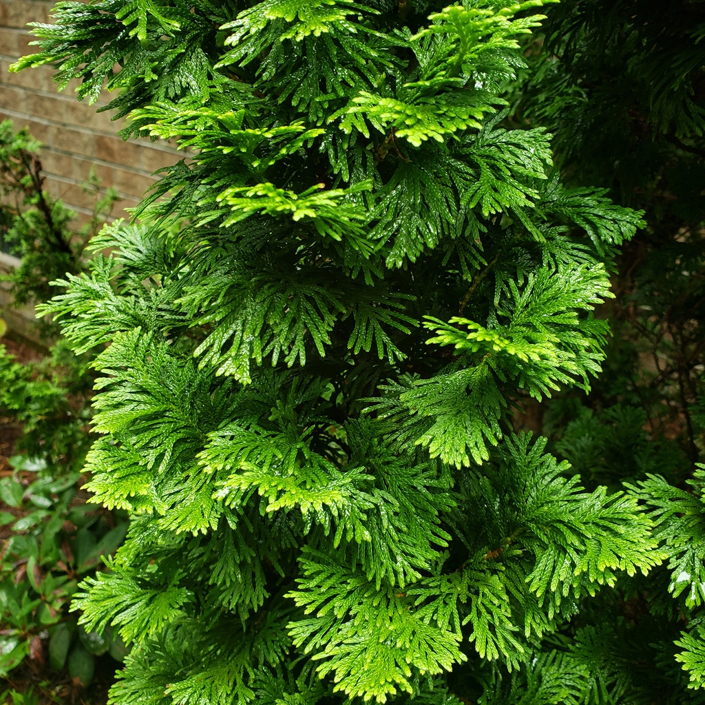 Tall, fastigiate conifer.