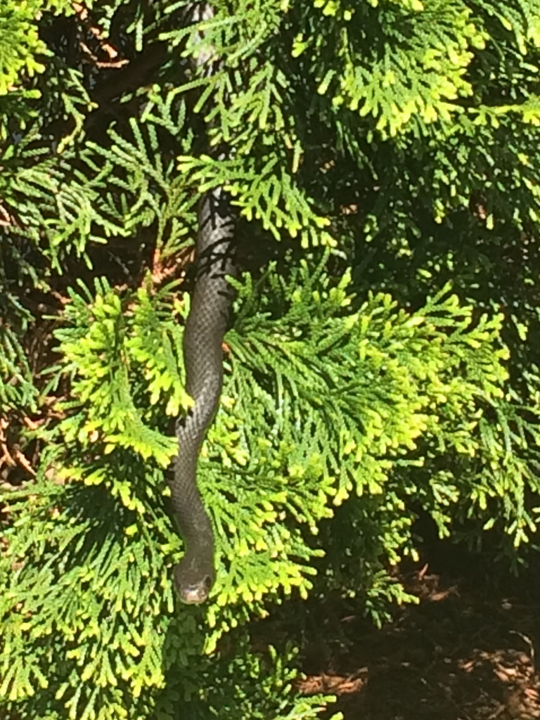 'Emerald' closeup (with Black Racer), spring, Durham County NC