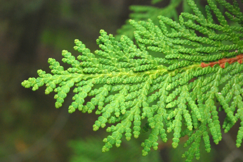 Leaf