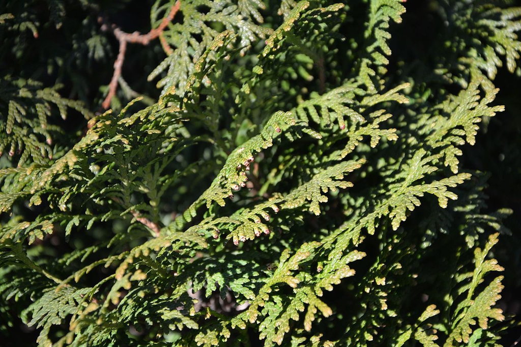 Foliage