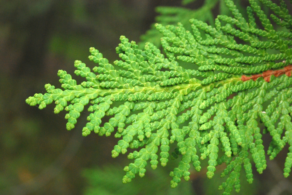 Thuja occidentalis