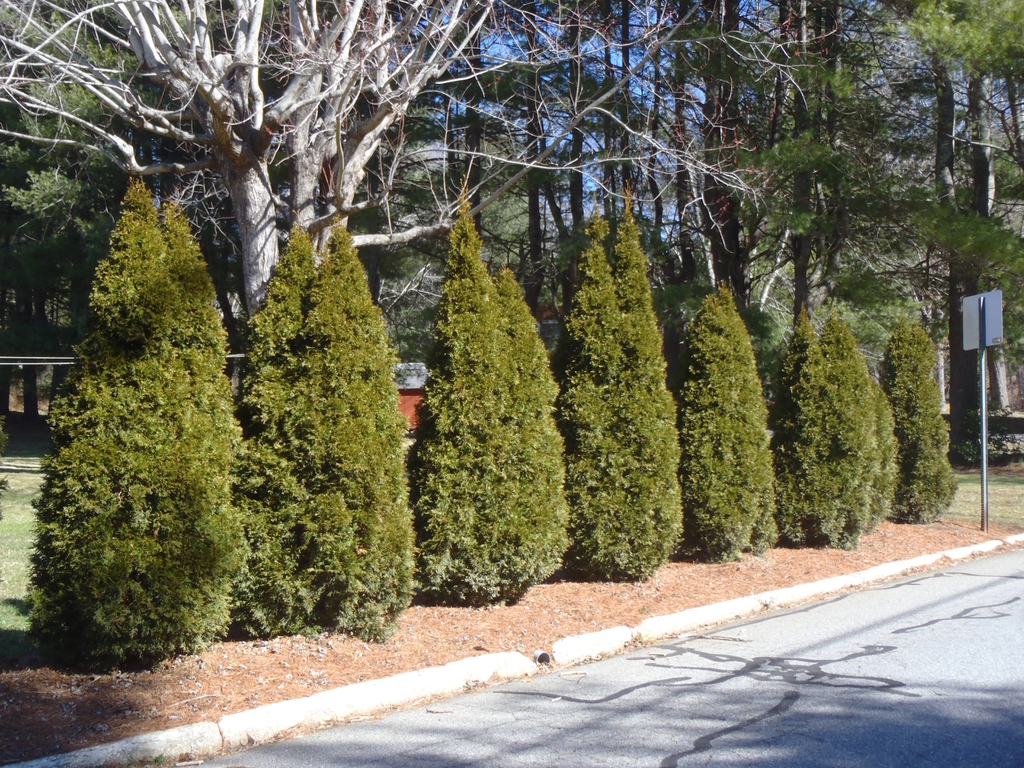 Thuja occidentalis