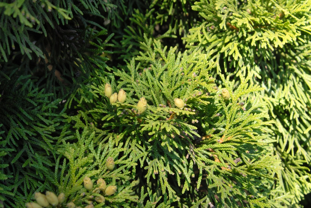 Thuja occidentalis