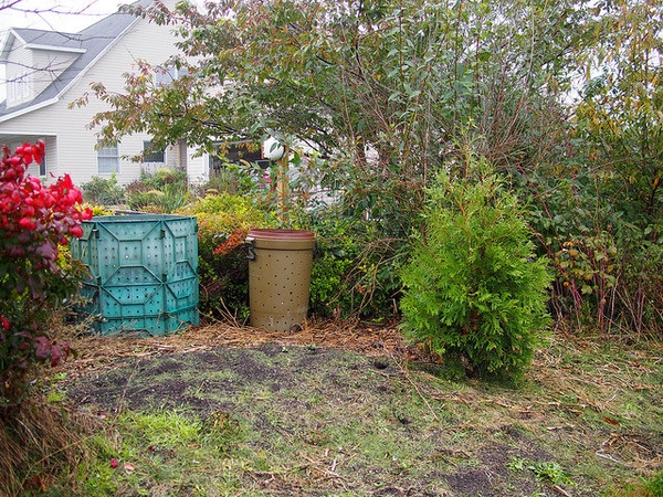 Thuja occidentalis