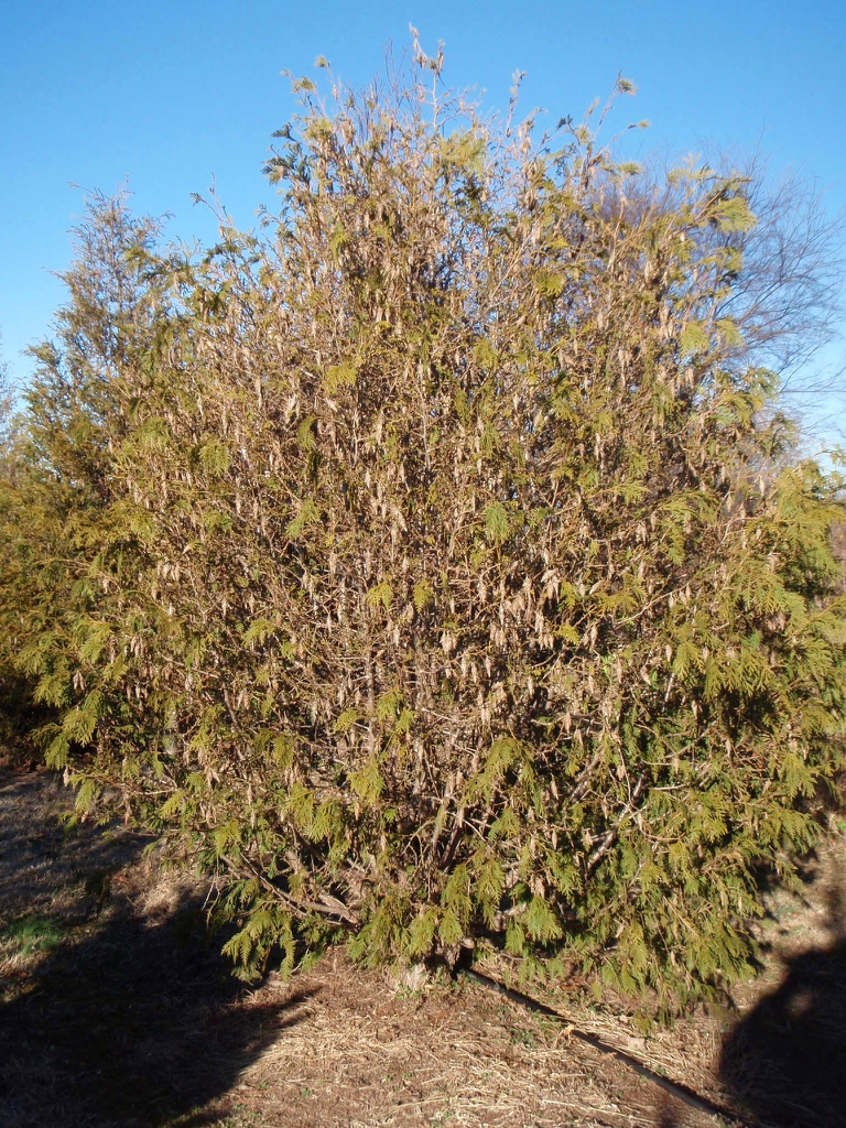 Thuja plicata