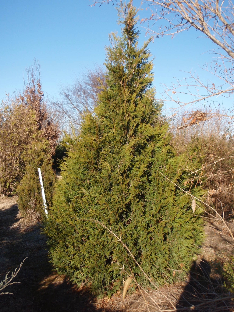 Thuja plicata Clemson2 fm 121108 FV