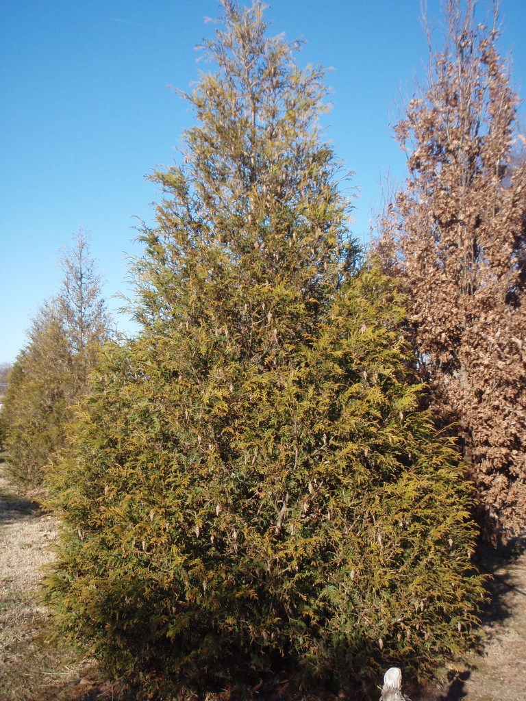 Thuja plicata 'Euchlora'