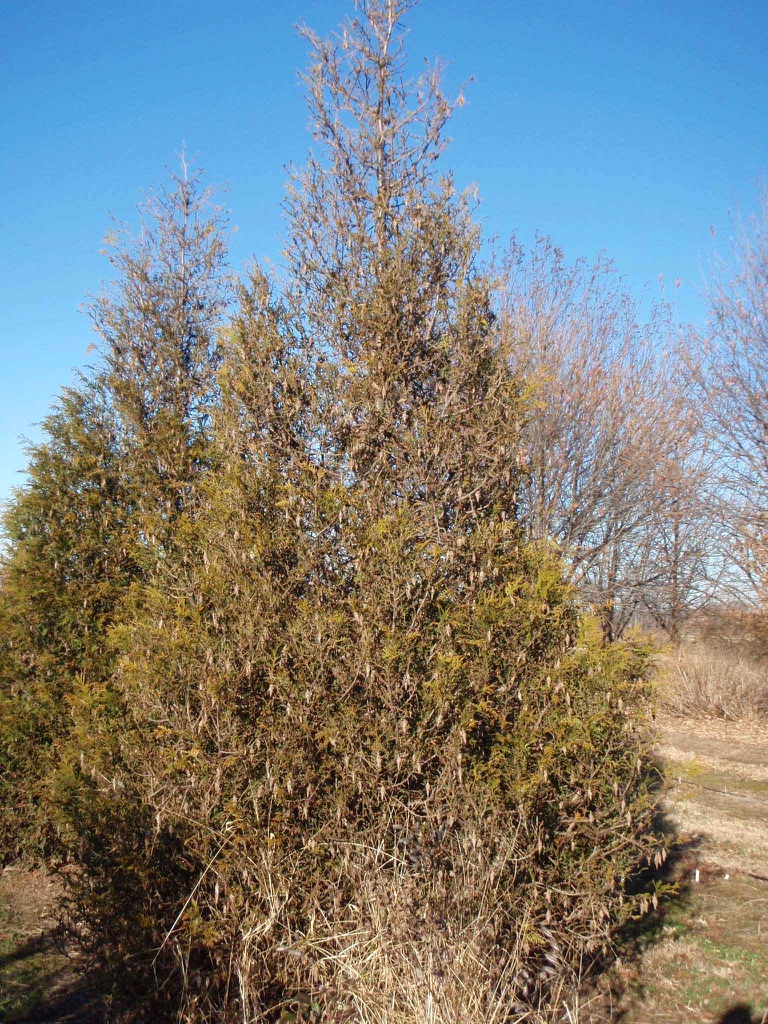 Thuja plicata ManorViewN selection fm 121108 FV