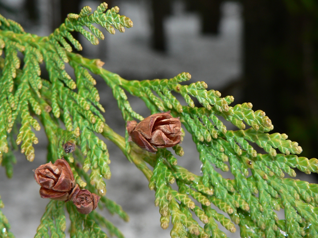 Thuja plicata