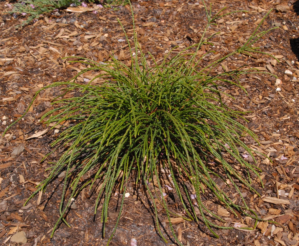 Thuja plicata