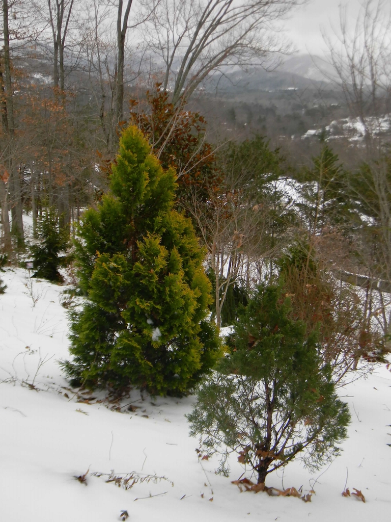 Thuja plicata