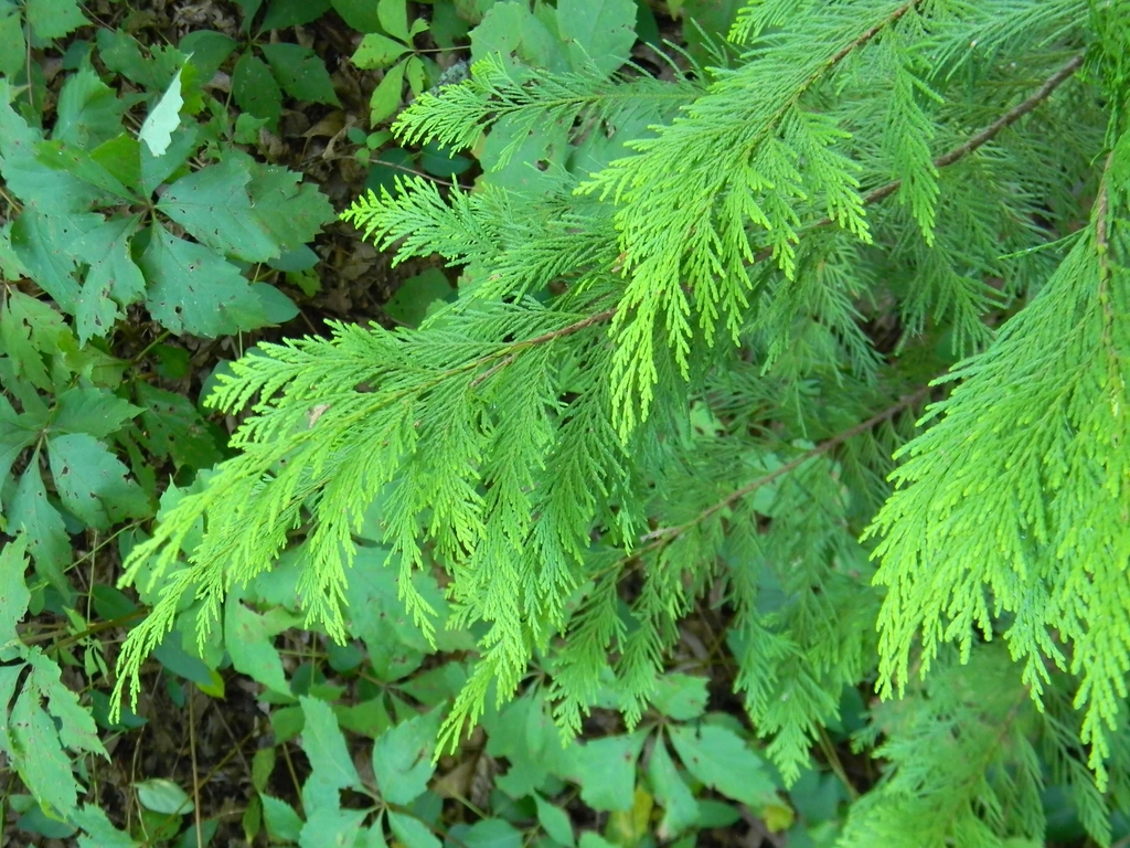 Thuja plicata