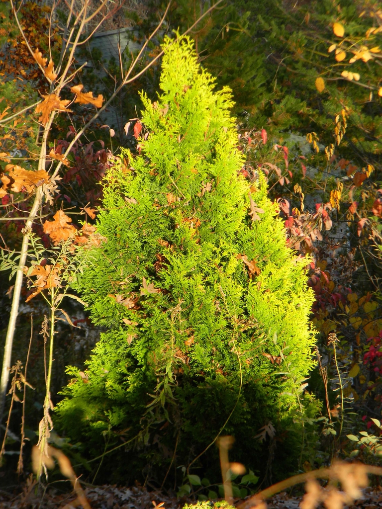 Thuja plicata