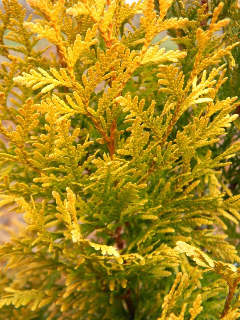 Thuja plicata
