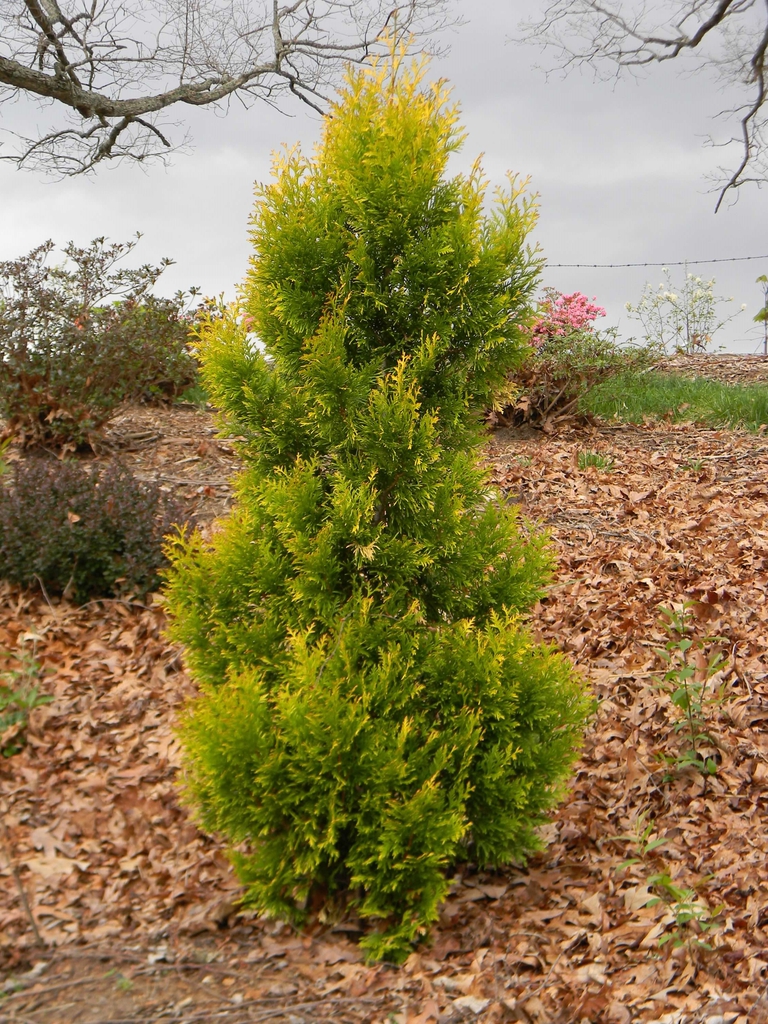 Thuja plicata