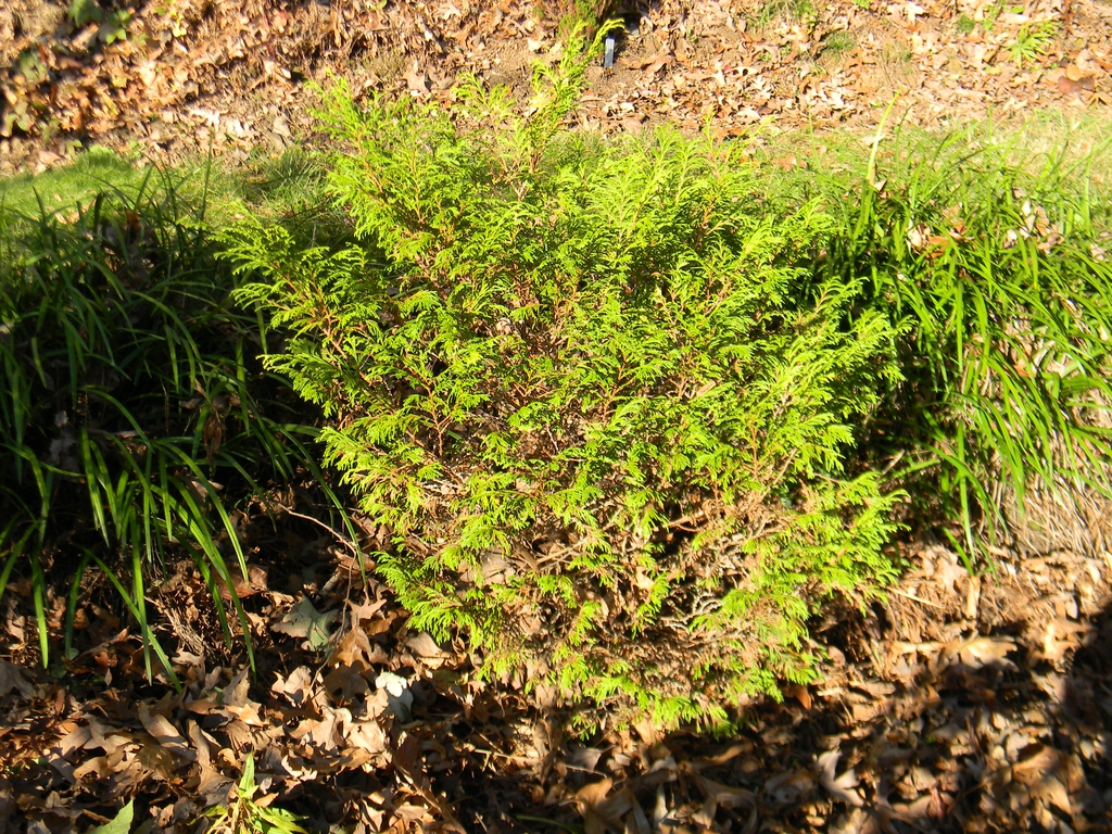 Thuja plicata