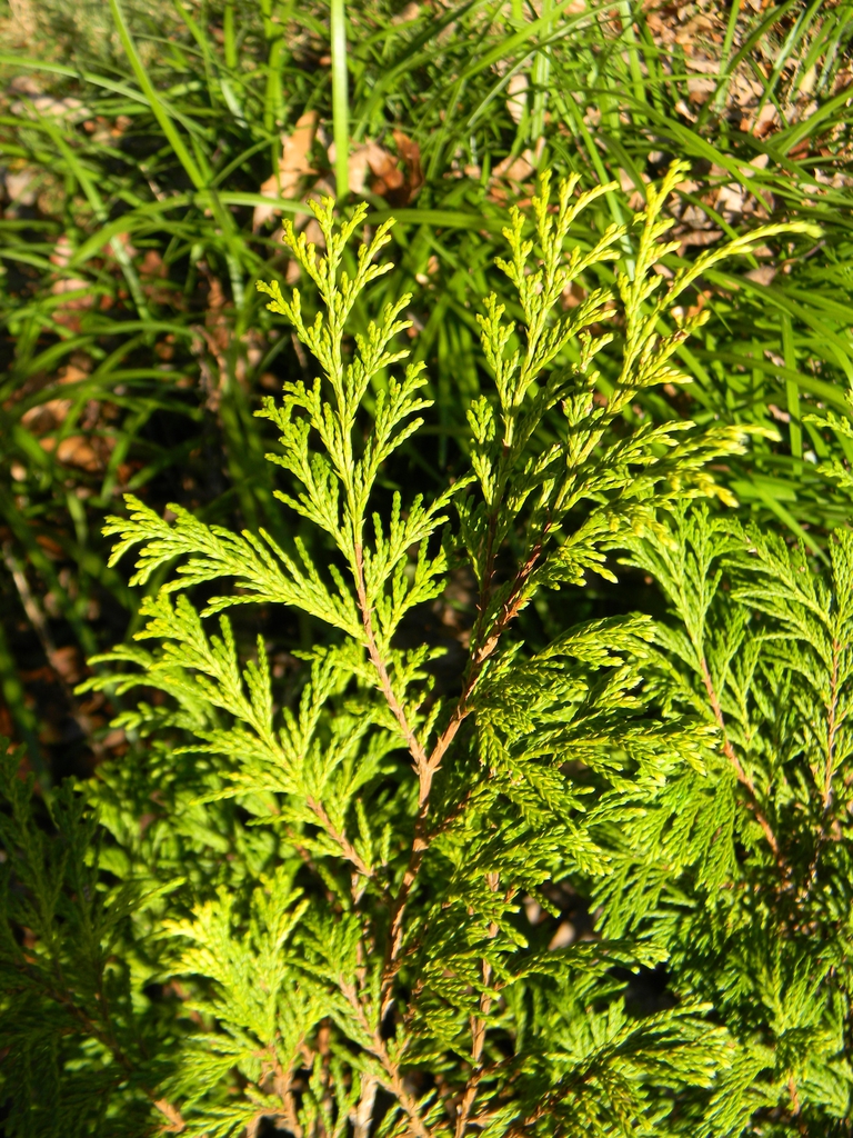Thuja plicata