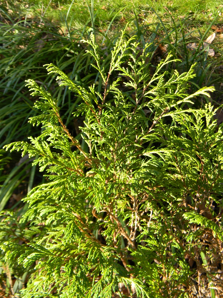 Thuja plicata