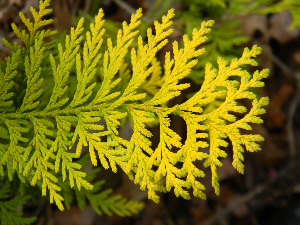 Thuja plicata