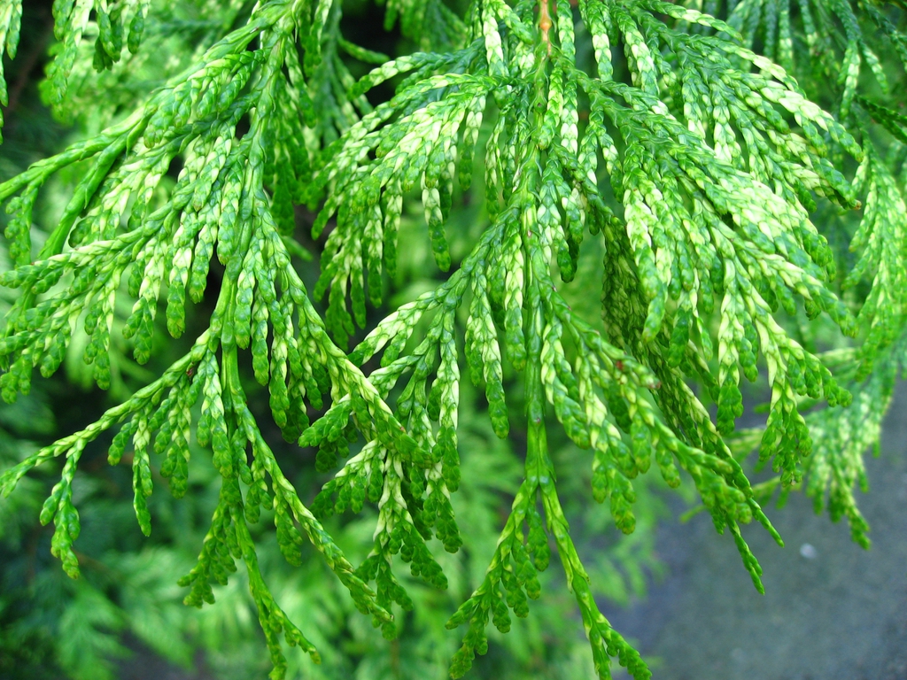 Thuja plicata 'Zebrina'