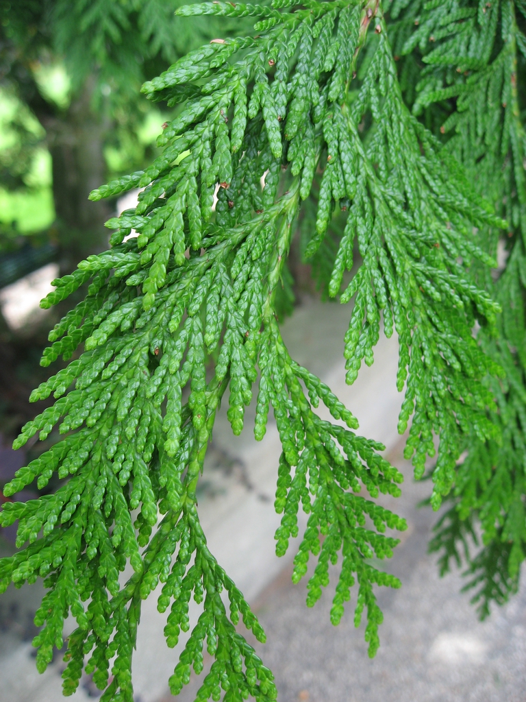 Thuja plicata