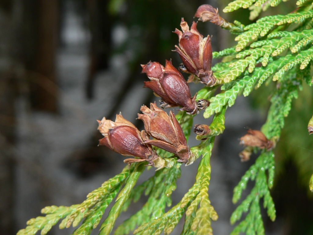 Seed Cones