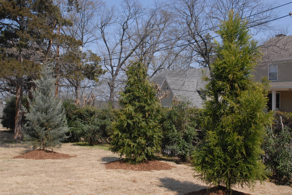 Thuja 'Green Giant'