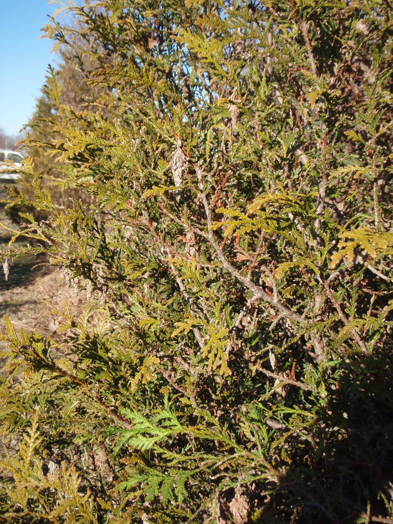 Thuja x Green Giant