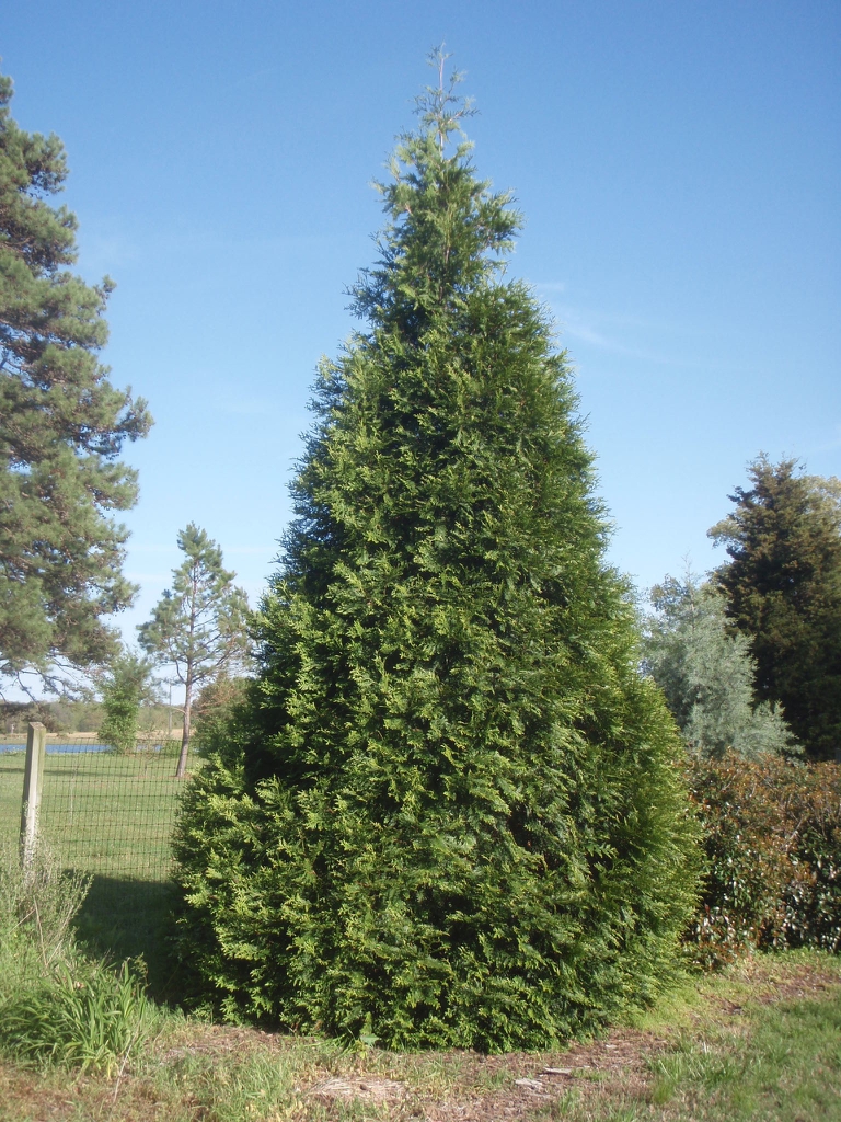 Growth Habit