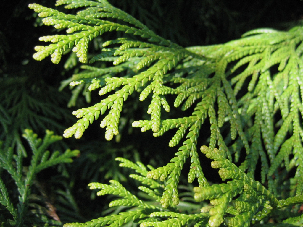 Leaf