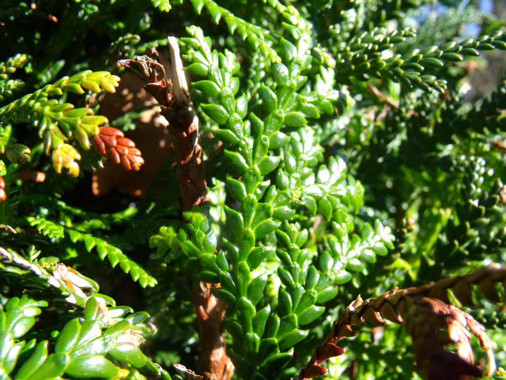 Form